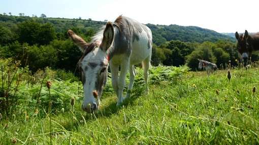 A white and brown donkey grazing on a hillside