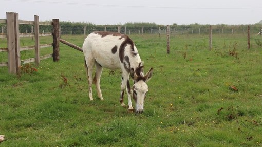 A white and brown donkey grazing in a grass field
