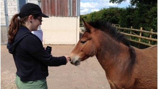 Dr Leanne Proops touching the nose of a brown mule