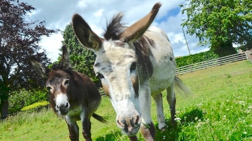 Two donkeys stood in a grassy field