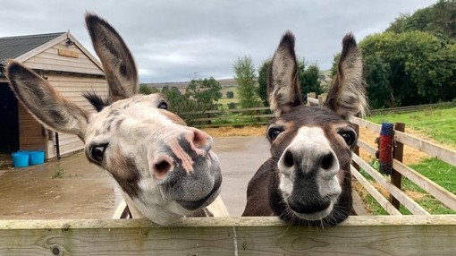 Two donkeys looking over a fence