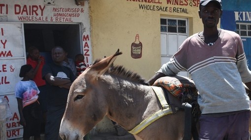 Fredrick a kenyan donkey owner stood with a donkey
