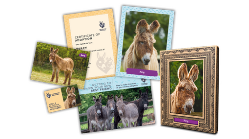 Adoption donkey pack 2024