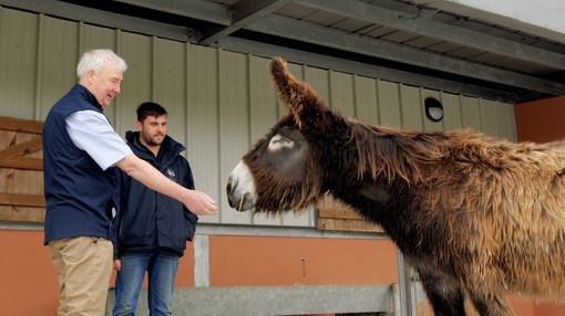 Two men stood with a Poitou donkey with one eye