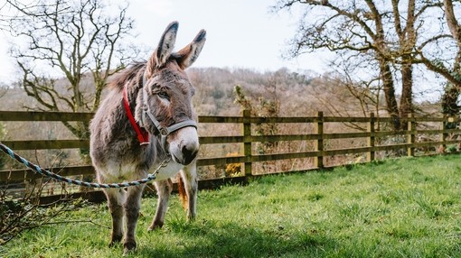 A donkey stood in his grass paddock