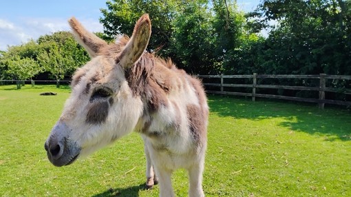 A donkey stood in his grass paddock looking to the left