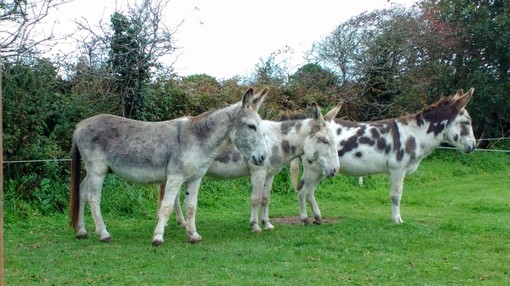 Three donkeys standing in a row at their Guardian home