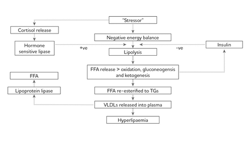 Hyperlipaemia pathophysiology diagram