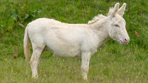 A white donkey with blue eyes in a field