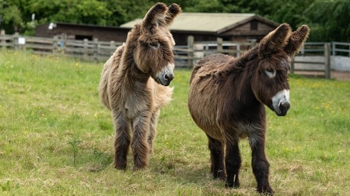 A Poitou donkey stood in a field