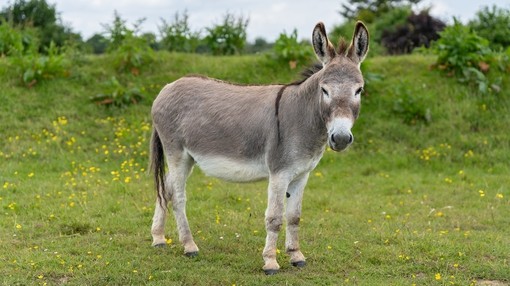 A grey donkey in a field