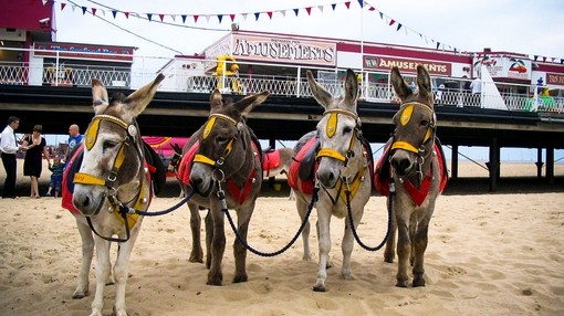 Four donkeys used for donkey rides stood on a beach in Skegness.