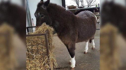 A brown overweight mule eating hay