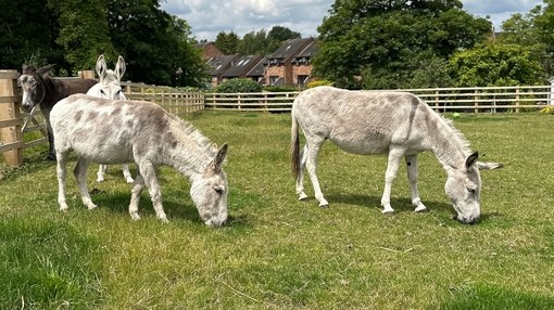 Two white and brown donkeys grazing in a field with two other donkeys stood behind.