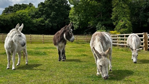 A white and brown donkey both looking to the right while two white donkeys graze next to them