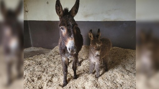 A donkey with her foal in a shelter with thick bedding