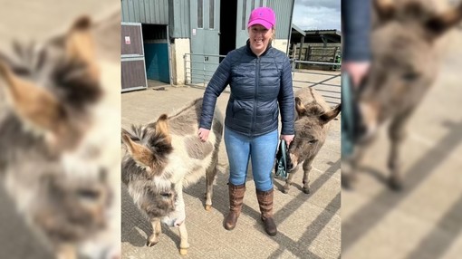 A women stood between a brown donkey and a brown and white donkey