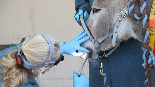 An equine dental technician examining a donkeys teeth 