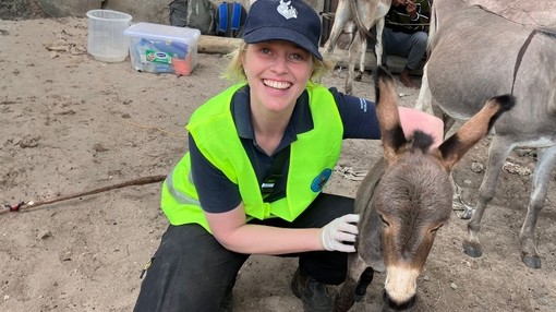 A equine vet wearing a florescent vest with a donkey foal in Lamu, Kenya