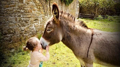 A young girl kissing the nose of a brown donkey