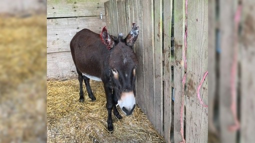 A brown donkey with shortened ears after sarcoid surgery