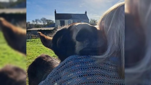 A brown donkey resting its head on a women's shoulder