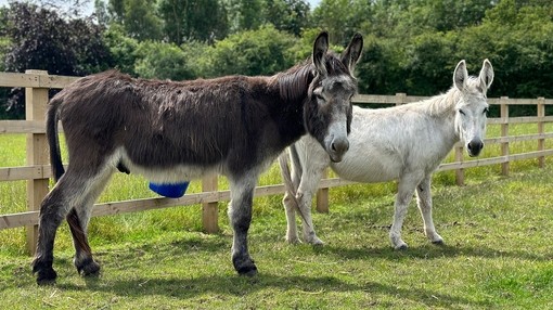A brown and white donkey stood sideways but looking forwards