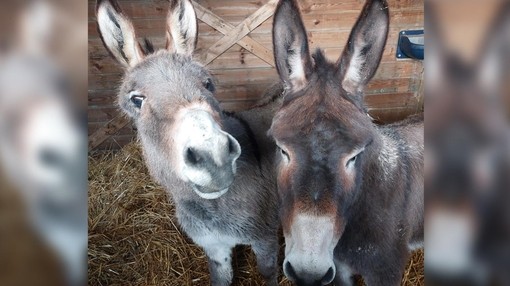 Two donkeys stood together in a shelter