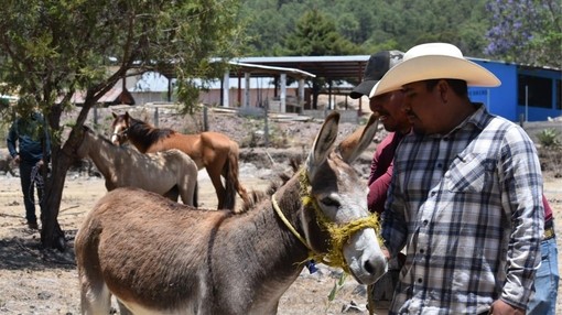 Two men stood with a donkey whilst it receives a rabies vaccination