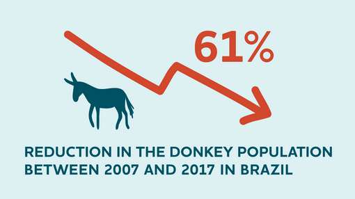 A infographic showing a declining red arrow with an illustration of a donkey and 61%. Text reads ' Reduction in the donkey population between 2007 and 2017 in Brazil'