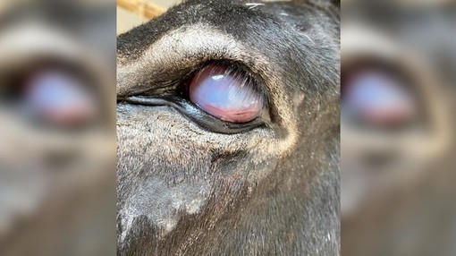A close up image of a donkeys eye which is cloudy.