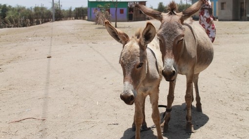 Two beige donkeys stood on a dirt road in a village in Ethiopia.