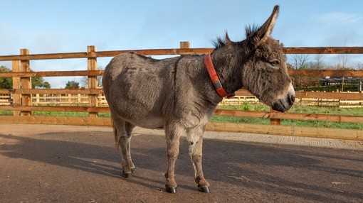 A small grey donkey wearing a red collar