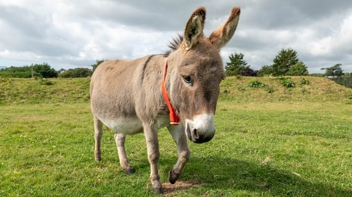 A light brown donkey with a red collar walking through a field