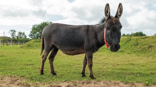 A black donkey with a red collar stood in a field