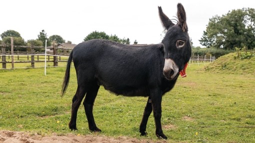 A black donkey with a red collar stood in a field