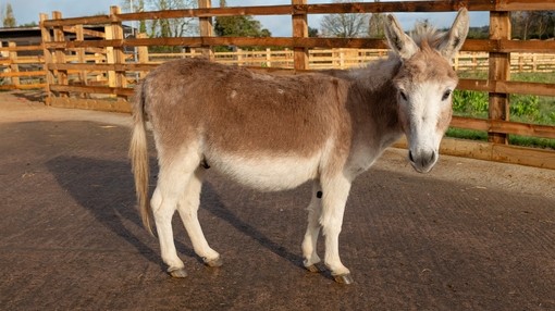 A small light brown donkey with a white belly and face