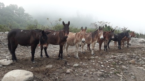 A mixture of eight dark and light brown mules stood on a mountain track.