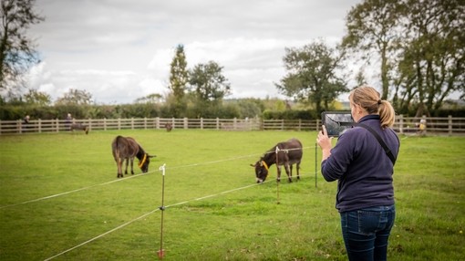 A women holding an Ipad in front of four donkeys grazing in a paddock.