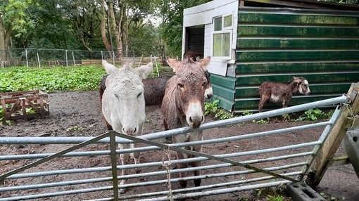 A white and brown donkey looking over a fence with a small brown donkey stood next to a shed.