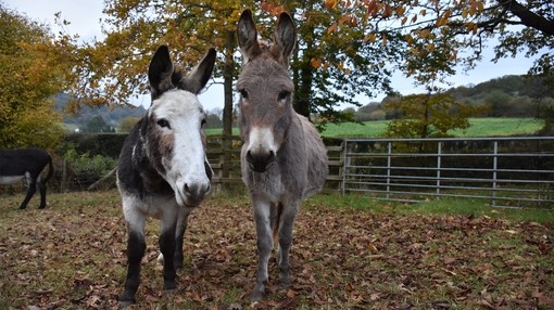 A brown donkey with a white face stood next to a grey donkey with a white nose in their paddock during Autumn.