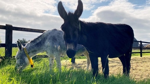 A brown donkey looking forwards with a white donkey grazing behind it.