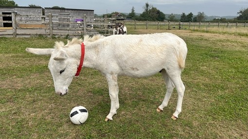 A white donkey with a red collar looking down at a football while stood in a field
