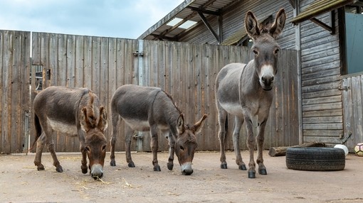 Two grey miniature donkeys grazing with another grey donkey looking toward camera. Logo reads: Together we can change their story this Christmas.