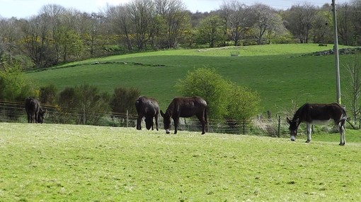 Four dark brown donkeys grazing in a field