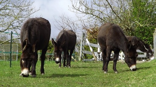 Four dark brown donkeys grazing in a field