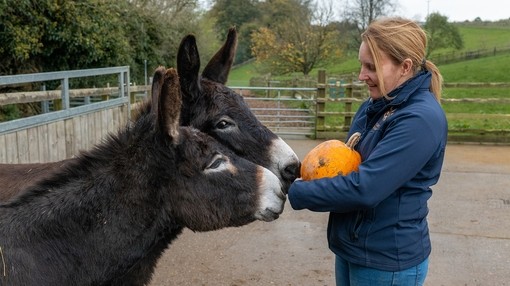 Two dark brown donkeys sniffing a pumpkin that is being held by a groom