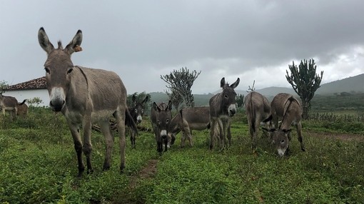 Seven grey donkeys in grazing in a rural area