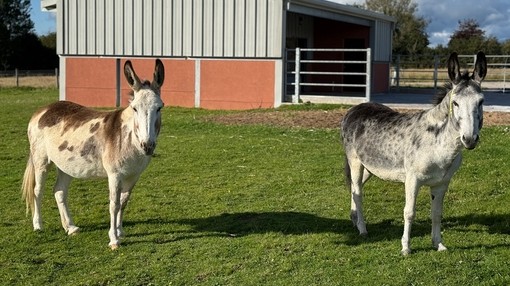 A white and brown donkey and a grey and white donkey in a grass paddock