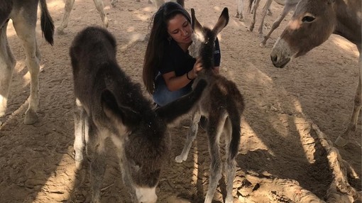A women crouched down, holding a donkey foal